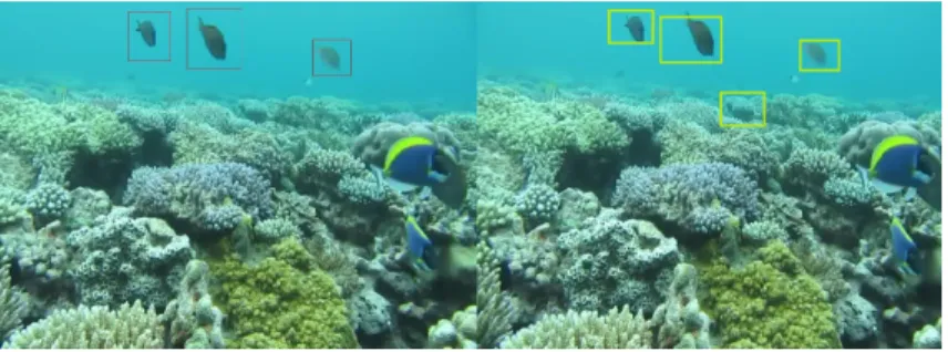 Fig. 8. A rock detected as a fish. On the left, the ground truth, on the right, the results of our processing