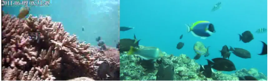 Fig. 1. Left, a 640×480 highly compressed frame extracted from the SeaClef database.