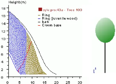 Fig. 2. Ring profile visualisation and schematic crown (level of living crown)  for one PP3 tree example (40 years old)