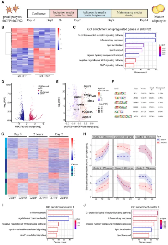 Figure 1: GPS2 depletion in preadipocytes increases transcription of genes involved in adipocyte commitment