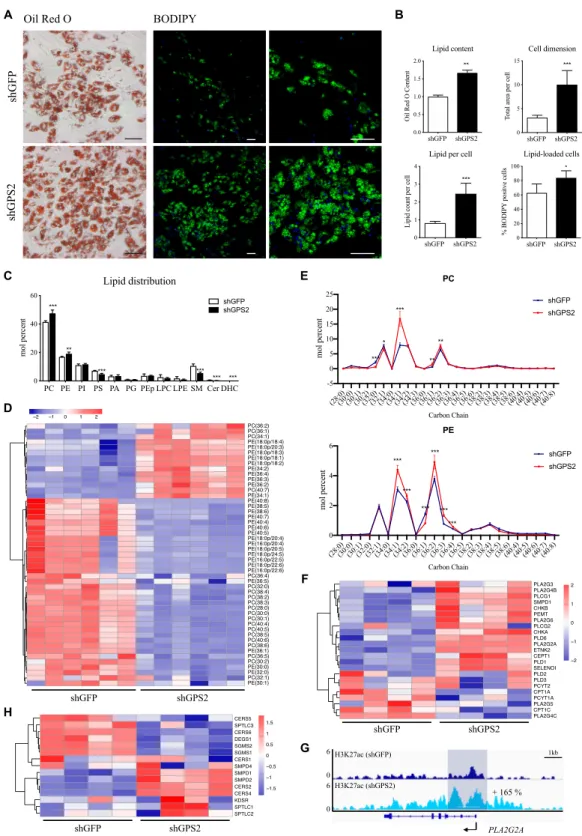 Figure 3: GPS2 depletion increases lipid accumulation, phospholipid accumulation, and sphingolipid depletion
