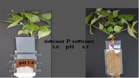 Fig. 3. Rhizotron methodology showing common-bean lines at flowering stage after transfer from hydroaeroponics at 4 week growth onto neutral  Cazevieille soil, with subsequent change in soil pH depending upon P supply 