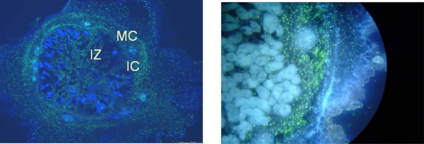 Fig. 4. Nodule sections of RIL115 showing in situ RT-PCR signal in green for (A) acid phosphatase and (B) phytase
