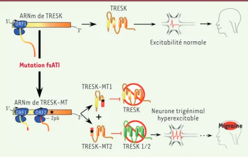 Figure 2. La mutation TRESK-MT provoque une migraine via l’inhibition de TREK1 et TREK2 induite  par TRESK-MT2
