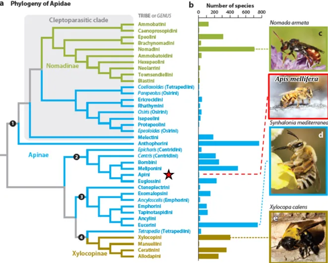 Figure  I.1.  a)  Phylogénie  de  la  sous-famille,  tribu  et  genre  des  abeilles  Apidae