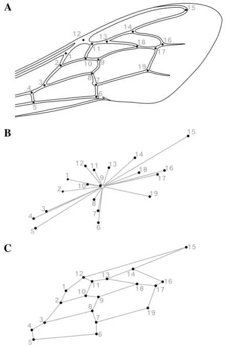 Fig  1.  Geometric  morphometrics  of  the  forewing  venation  of  honeybee  workers  (Apis  mellifera)