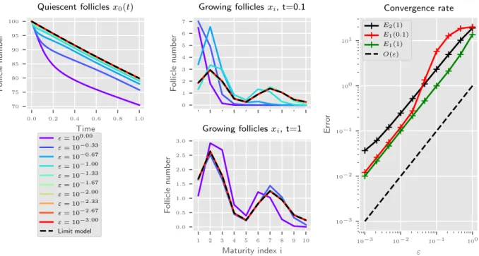 Figure 2. Trajectories in the quiescent follicle compartment (top left panel) and distribution of the growing follicle population according to the maturity index i at time t = 0.1 (center top panel) and time t = 1 (center bottom panel), for the rescaled va