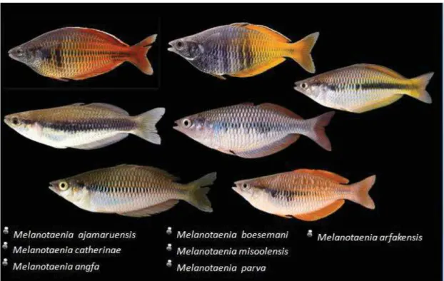 Figure 3. Seven endangered Melanotaenia species from Bird’s head peninsula (West  papua) – (Photo: Dr