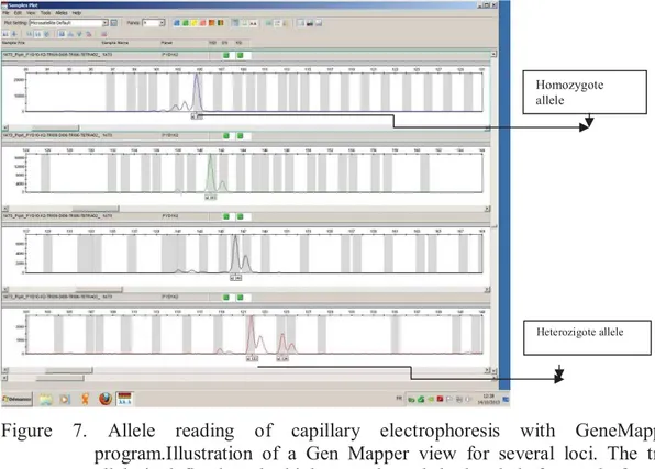 Figure  7.  Allele  reading  of  capillary  electrophoresis  with  GeneMapper  program.Illustration  of  a  Gen  Mapper  view  for  several  loci