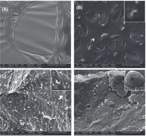 Fig. 6. SEM examination fractured surface of various SA concentration in HPMC. (A) HPMC in water [10% (w/w)] exhibits a smooth, sometime pleating surface