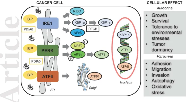 Figure 1: Cell intrinsic effects of the UPR on cancer progression. Activation of the UPR arms  IRE1,  PERK  and  ATF6  activate  the  downstream  signaling  cascade  driven  by  transcription  factors  XBP1s,  ATF4 and ATF6f, respectively