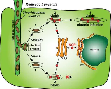 Figure 6. Internalisation des bactéries dans les cellules du tissu infectieux