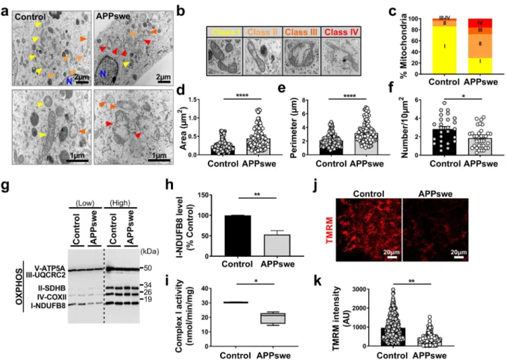 Fig. 1    SH-SY5Y cells expressing APPswe display altered mitochon- mitochon-drial structure and function