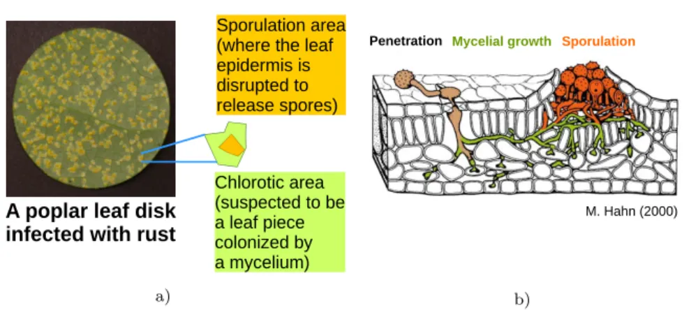 Fig. 1 a) Rust lesions scattered on a poplar leaf disk in a laboratory experiment. When zooming in on a lesion, one can distinguish an orange-yellow sporulation area  (correspond-ing to the spores produced by the lesion) and a pale yellow-green chlorotic a