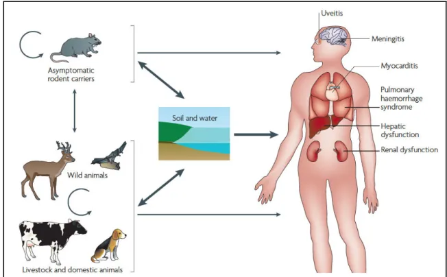 Figure 5 : cycle d'infection de la leptospirose issu de (Albert I. Ko, Goarant, et  Picardeau 2009)