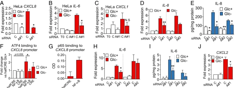 Fig. 4. ATF4 regulates cytokine mRNA and secretion in HeLa and A549 cells. (A – C) HeLa cells were transfected for 24 h with nontargeting siRNA (labeled as