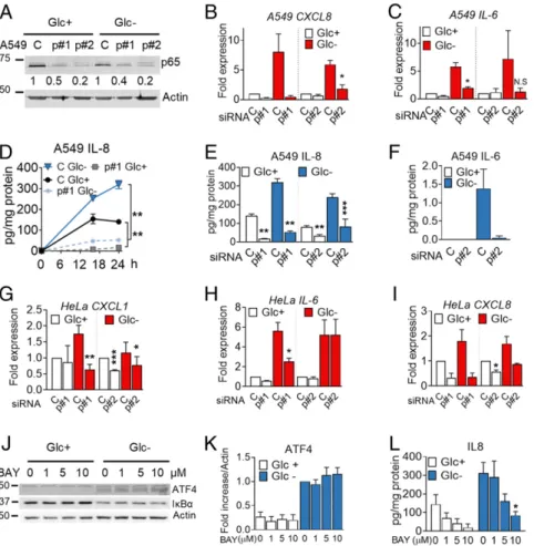 Fig. 5. The p65 NF- κ B subunit regulates cytokine synthesis and secretion. (A – F ) A549 cells were transfected for 40 h with control nontargeting siRNA (labeled as “ C ” ) or siRNA for p65 (labeled as “ p#1 ” for sequence 1 and “ p#2 ” for sequence 2)