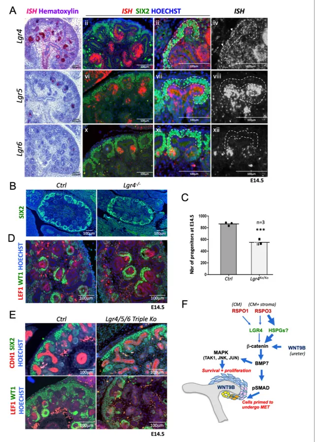 Figure 6. R-spondins can function in an LGR-independent manner during kidney development