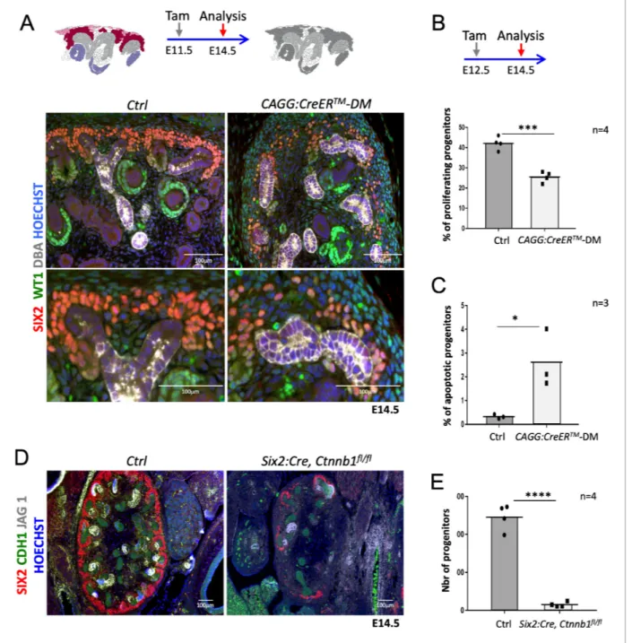 Figure 2. R-spondins are required for renal progenitor maintenance. (A) Immunofluorescent analysis at E14.5 (induced at E11.5) reveals loss of SIX2 + progenitor cells and nascent nephrons (comma or S-shaped bodies) in CAGG:CreER TM -DM embryos