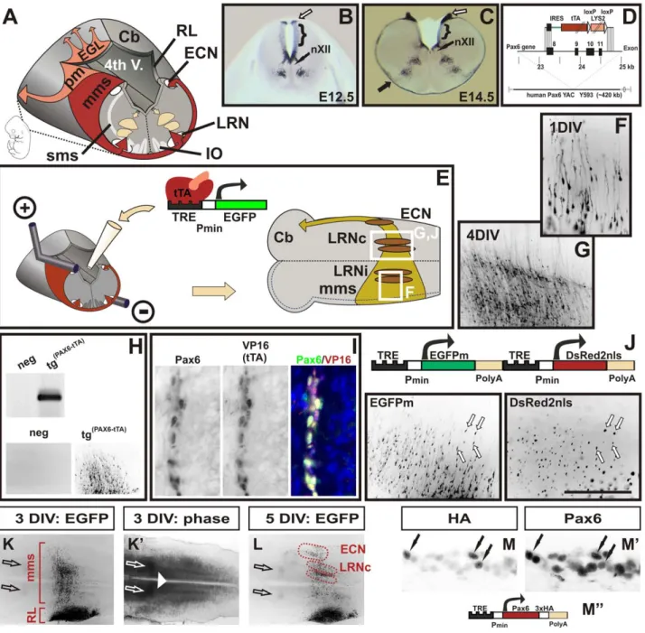 Figure 1. A novel mouse model to visualize and manipulate Pax6 positive neurons. (A) Schematic diagram of tangentially migrating neurons in the mouse brainstem