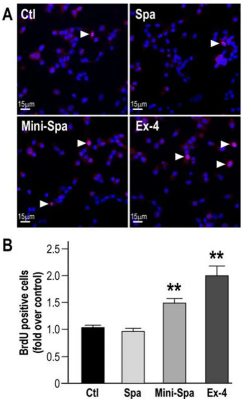 Fig.  5. Mini-Spa  protects  INS-1E  cells  proliferation  from  inhibition by serum deprivation