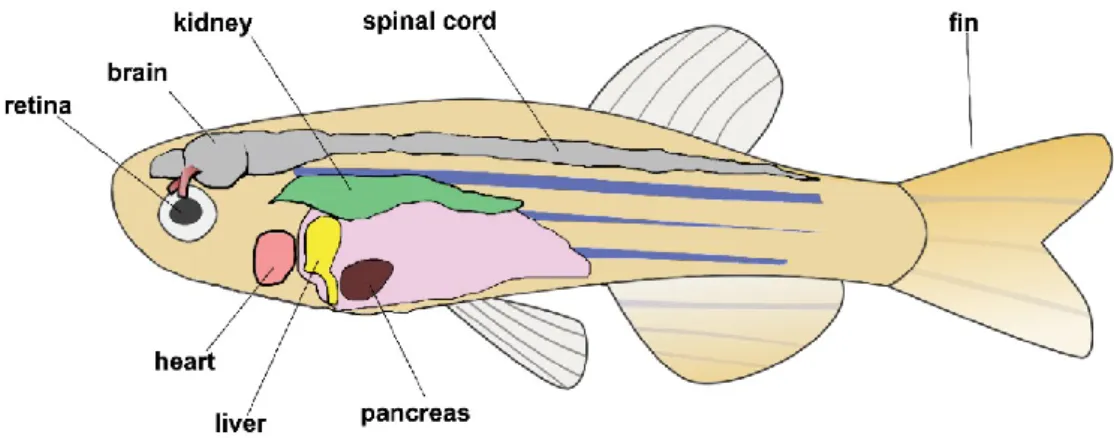 Figure 5. Regeneration in zebrafish. Schematic drawing of a zebrafish adult showing organs used for  regeneration studies