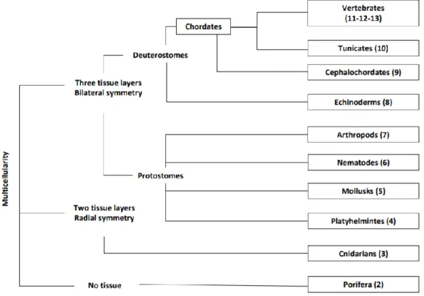 Figure  1.  Tree  of  the  animals’  clades  treated  in  this  review  (in  brackets  the  corresponding  section  numbers)