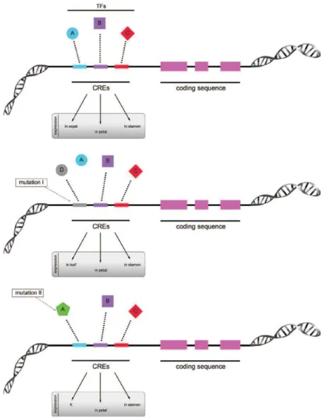 Figure 1.3: Schematic representation of a gene with its cis-regulatory elements (CREs) and the  potential mutations that can affect transcriptional processes
