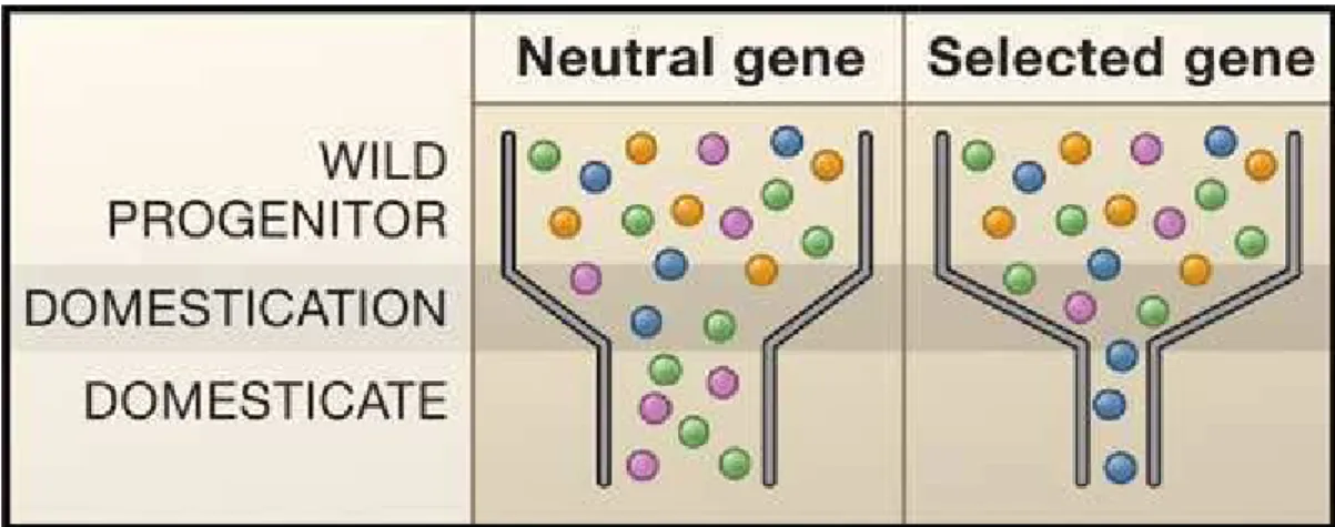 Figure  1.5:  The  Effects  of  the  Domestication  Bottleneck  on  Genetic  Diversity