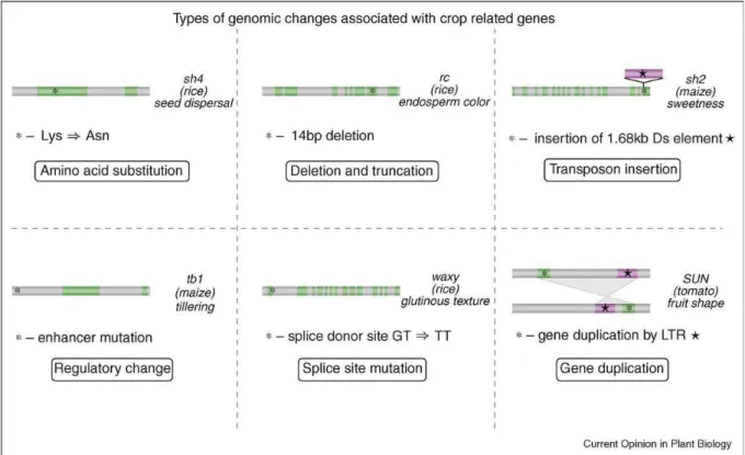 Figure 1.6 Types of changes associated with crop-related genes. One specific example is  given  for each type  of genomic change:  amino acid substitution (sh4  in rice), deletion  and  truncation (rc in  rice), transposon insertion (sh2 in maize), regulat