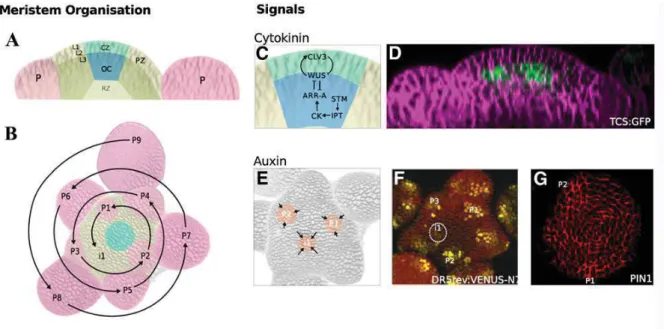 Figure  1.9 Structural  and  functional  organization  of  the  SAM  in  Arabidopsis thaliana