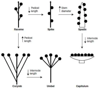 Figure  1.12:  The  length  and  diameter  of  stems  and  pedicels  determine  inflorescence  architecture