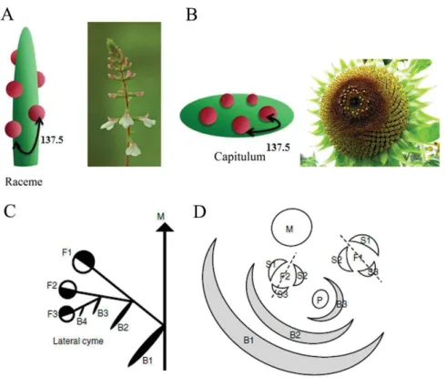 Figure  1.13:  Inflorescence  architecture  is  affected  by  phyllotaxy  of  axillary  meristems