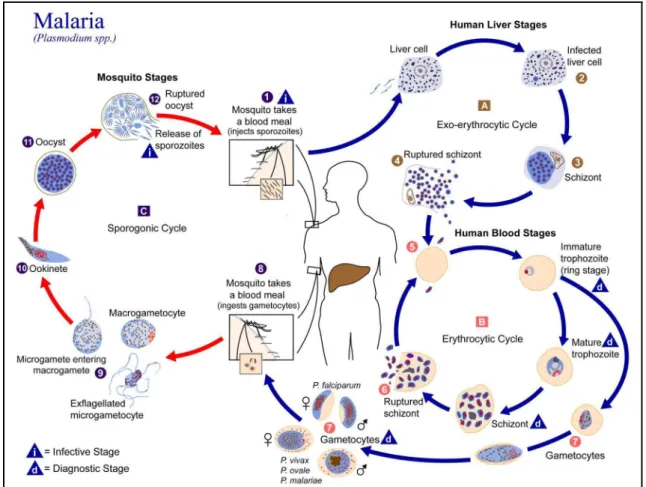 Figure 3 : Cycle de développement et de reproduction des Plasmodium spp. (CDC 2002) 