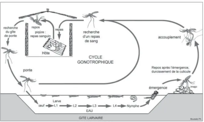 Figure 5 : Cycle biologique des anophèles (d'après (Carnevale et al. 2009)) 