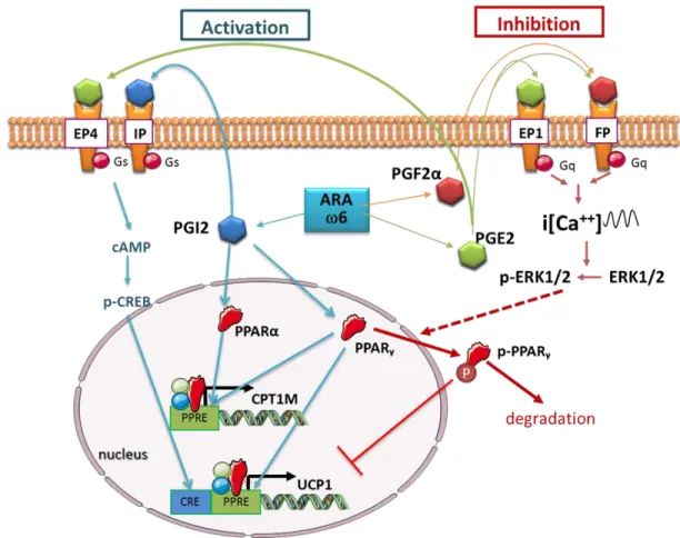 Figure 2. Schematic representation of pathways activated by ARA-derived metabolites and their impact  on  PPAR  and  thermogenic  adipocyte  gene  expression
