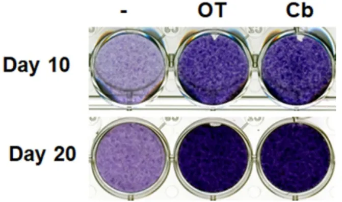 Figure 1. Effects of oxytocin (OT) and carbetocin on extracellular matrix formation. Human  multipotent adipose-derived stem (hMADS) cells were seeded in a monolayer in multiwell plates,  and then induced to differentiate into chondrocytes by culturing the