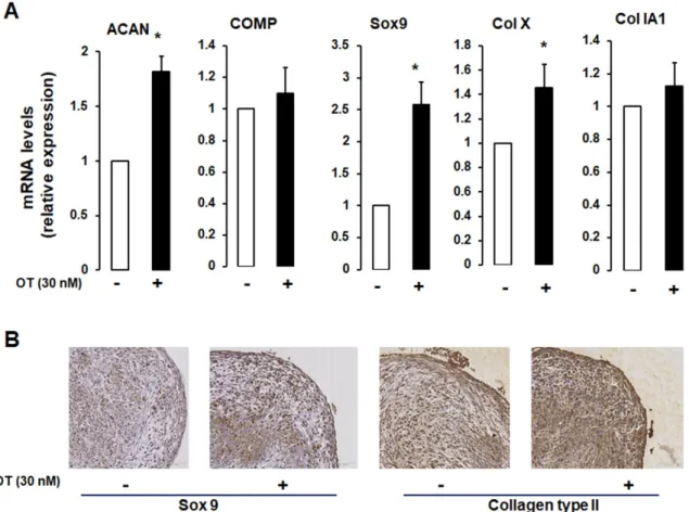 Figure 3. Effect of OT on hMADS chondrogenesis in a 3D culture system. (A) Chondrogenic  differentiation of hMADS cells was performed in 3D pellet cultures in the absence (-) or presence (+)  of 30 nM OT