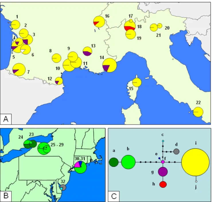 Figure 1. Geographic distribution of S. titanus mitochondrial haplotypes in: A Western Europe, B NE America and C the Haplotype network.
