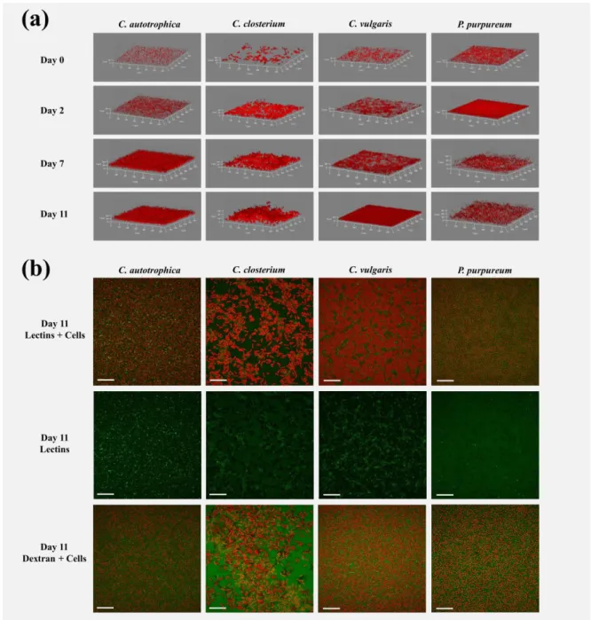 Figure  1.  Representative  three-dimensional  reconstructions  of  the  microalgae  biofilms  (a)  and  maximum 
