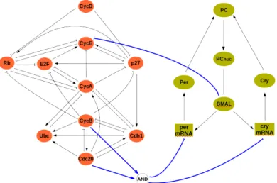 Figure 9: The interconnected mammalian cell cycle (left, adapted from [17]) and clock (right, adapted from [10])