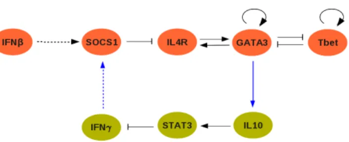 Figure 10: Partial visualization of the T helper cell network, containing only the nodes and edges involved in maturation of Th1p towards Th1 or Th2, as discussed in Section 7.3
