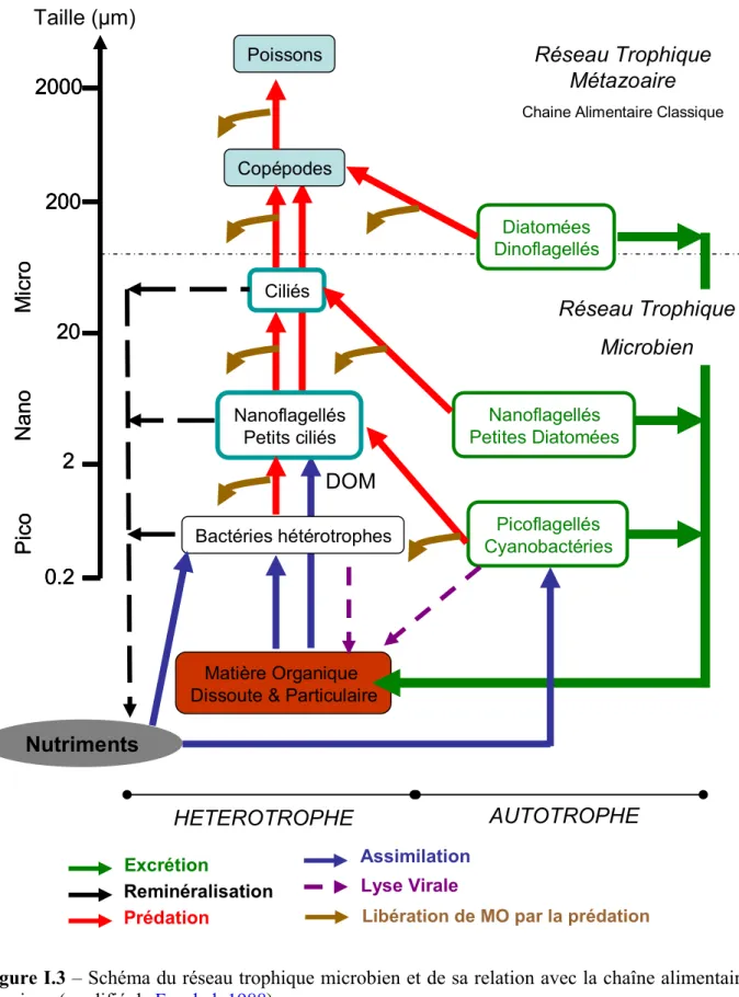 Figure I.3 – Schéma du réseau trophique microbien et de sa relation avec la chaîne alimentaire  classique (modifié de Fenchel, 1988)