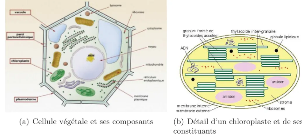 Figure 2.3: Cellule v´eg´etale chlorophyllienne et d´etail d’un chloroplaste - Source : Gnis