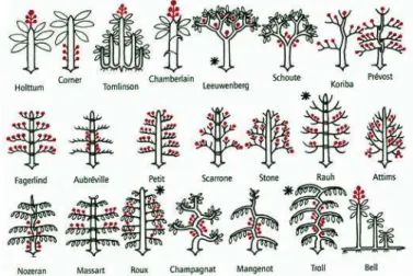 Figure 2.9: Les 22 mod`eles architecturaux des arbres, selon Francis Hall´e. Les inflo- inflorescences sont en rouge et les types les plus courants sont marqu´es d’une ast´erisque 