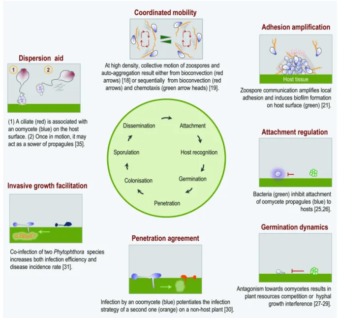 Fig 1. A schematic representation of phenomenological interfaces between a disease cycle and an interfering microbiota.