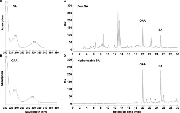 Figure 2. UV spectra for SA (A) and OAA (B), and chromatograms of fluorescence- fluorescence-detected free SA (C) and SA-hydrolysates (D) in extracts from  Arabidopsis  seedlings,  four days after inoculation with the Hyaloperonospora arabidopsidis isolate