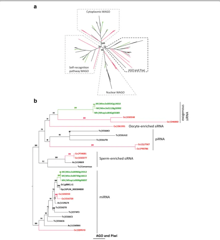 Fig. 6 Argonaute phylogenetic tree. Putative Argonaute proteins from 7 nematodes (C. elegans, M