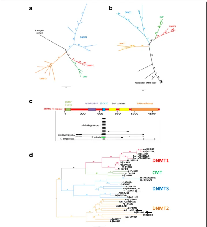 Fig. 3 DNA-methyltransferases (DNMT) and chromomethylases (CMT) annotation. Phylogenetic tree was built with a putative DNMT and CMT sequences from 6 model species and 9 nematodes without a priori, or b putative DNMT and CMT sequences from 6 model species 