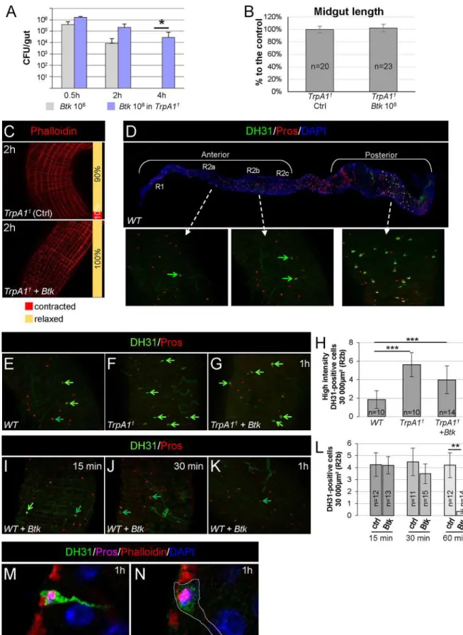 Fig 4. TRPA1 is involved in visceral spasms. (A) CFU counting in the midgut of WT (grey bars) or TrpA1 1 homozygote (blue bars) flies fed with 10 8 CFU of Btk